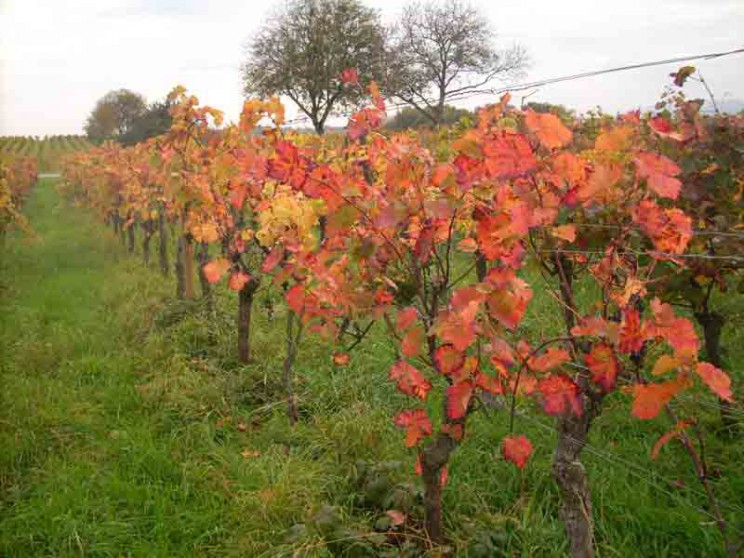 Weinlaubfärbung
