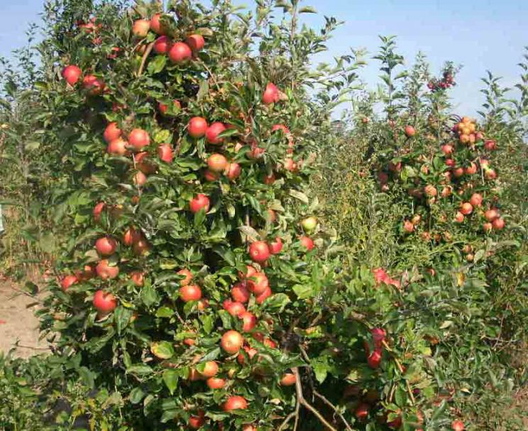Apfelbaumplantage