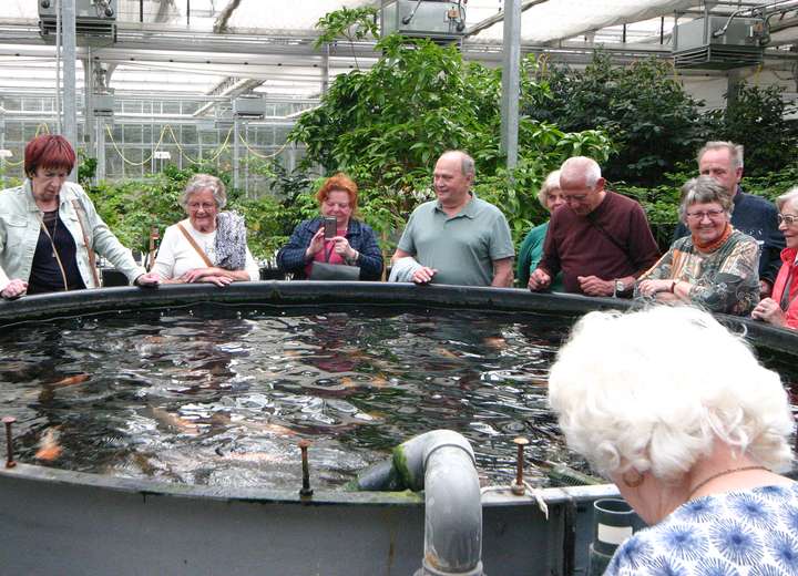 Reisegruppe bestaunt den Fischtank mit verschiedensten Kois