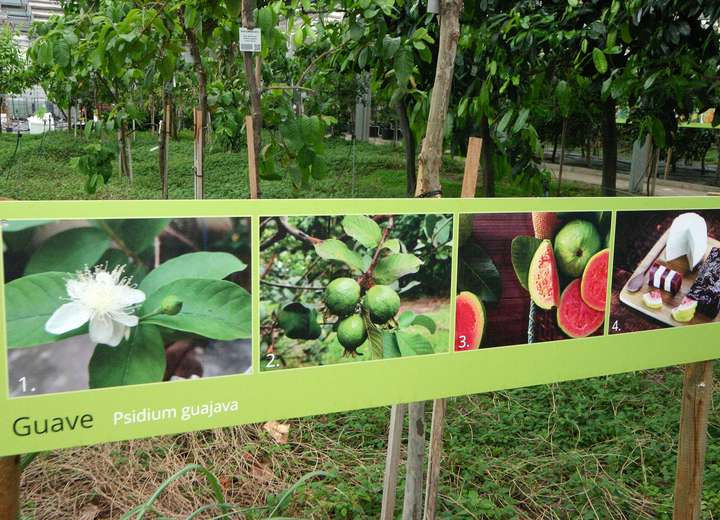 Infotafel mit vier Bildern, die die Guave Frucht erklärt