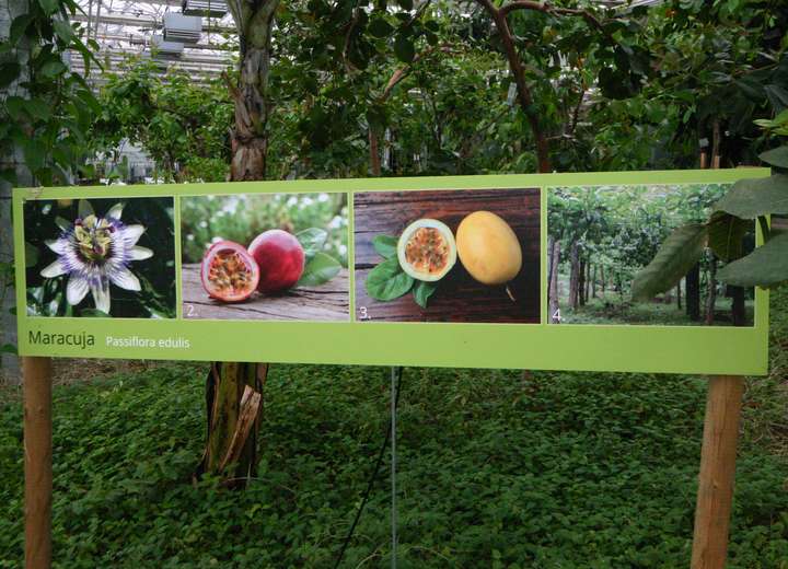 Infotafel mit vier Bildern, die die Passionsfrucht erklärt