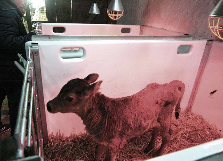 Nicole, das Traumkälbchen vom Mühlenhof