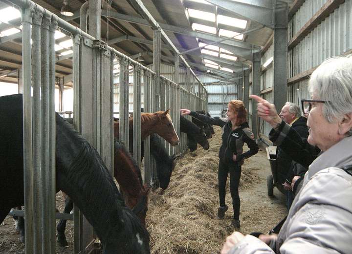 Sicht auf die Fressgitter eines Pferdestalls mit Pferden, die fressen