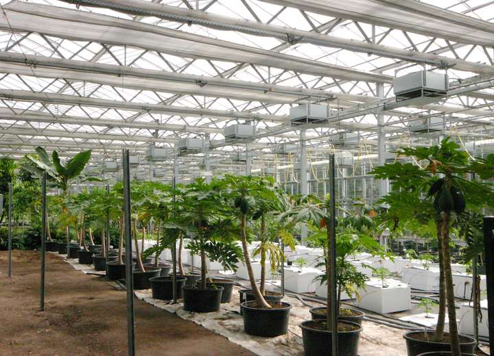 Sicht auf ein Gewächshaus mit Reihen von kleinen Mangobäumen, die in verschiedenen Kübeln stehen