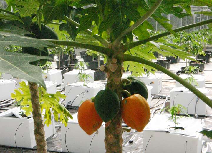 Blick auf die Fruchttrage eines Mangobaums mit über fünf reifen Früchten