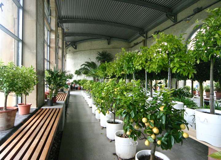 Sicht auf Zuchtbäume der Orangerie